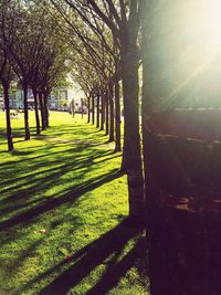 Footpath amidst trees