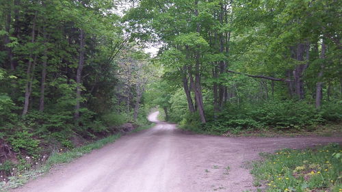 Road amidst trees in forest
