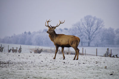 Deer on snow covered land