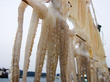 Low angle view of icicles against sky during winter
