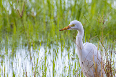 View of a bird