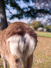 Close-up of an animal