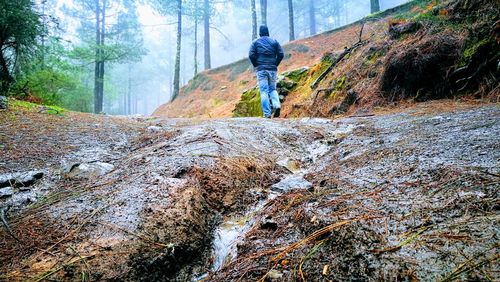 Rear view of man on rock in forest