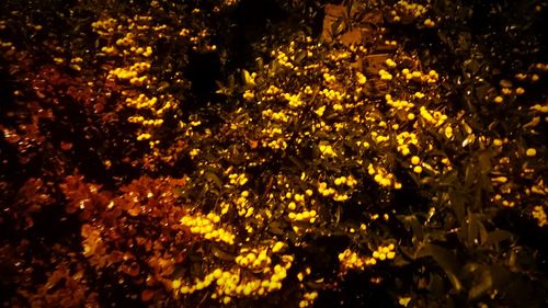 Close up of yellow flowers