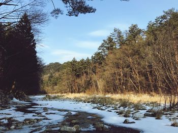 Snow covered trees in forest against sky