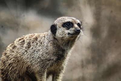 Close-up of an animal