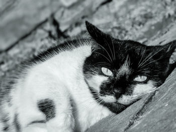 Close-up portrait of cat