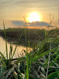 Plants growing on field against sky during sunset