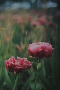 Close-up of pink flowers growing in garden