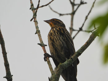 Low angle view of bird perching on tree