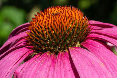 Close-up of pink flower, coneflower, blossoms of summer