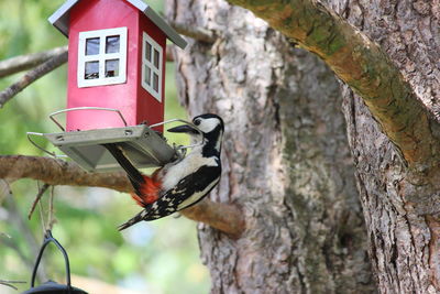 Low angle view of bird on tree trunk