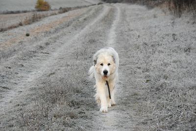 Portrait of dog