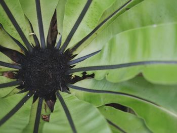 Close-up of flower