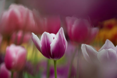 Close-up of pink tulips