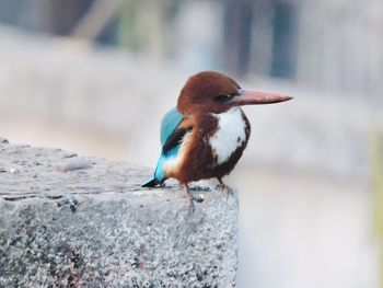 Kingfisher perching on retaining wall