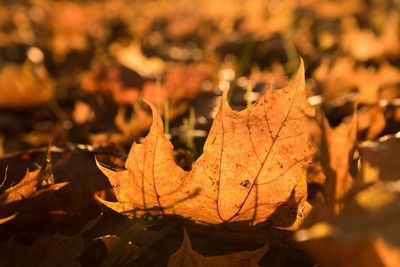 Close-up of dried autumn leaf