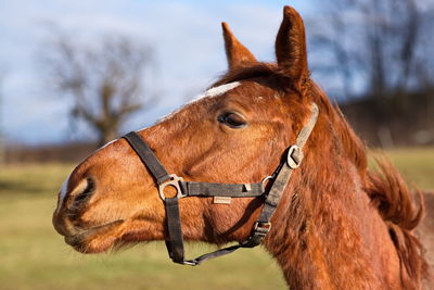 Close-up of horse against sky