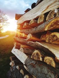 Stack of logs on field in forest
