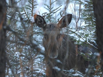 Close-up of deer in forest