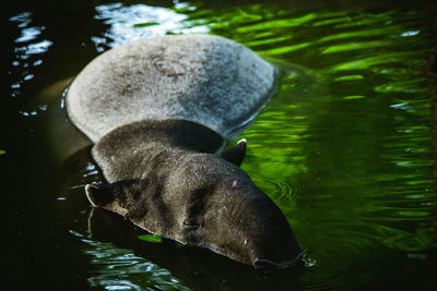 Duck swimming in lake