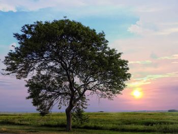 Tree against sky at sunset