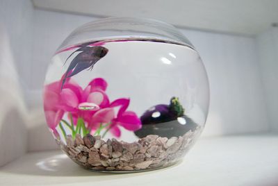 Close-up of pink flower in glass container on table