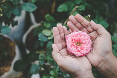 Close-up of hand holding pink flower