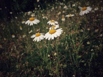 Close-up of white daisy flowers