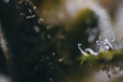 Close-up of raindrops on plant