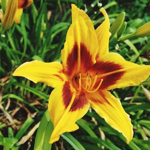 Close-up of day lily blooming outdoors