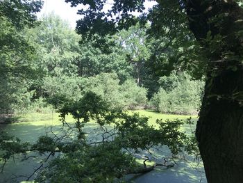 Scenic view of forest