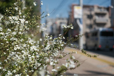 Flowering plant by building in city