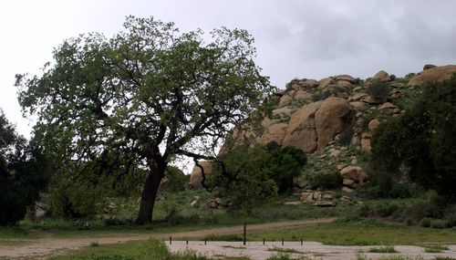 View of trees on mountain