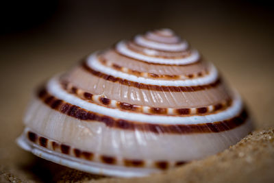 Close-up of sea shell