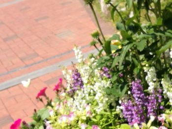 Close-up of bougainvillea blooming outdoors