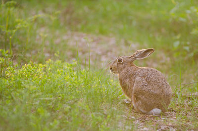 Close-up of rabbit on field