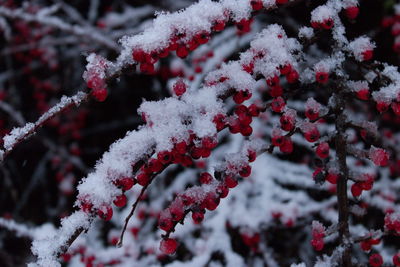 Close-up of frozen plant