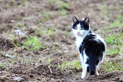 Portrait of cat sitting outdoors