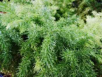 High angle view of pine tree