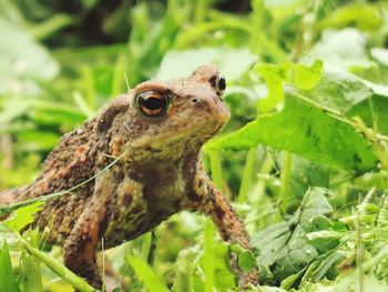 Close-up of frog on plant