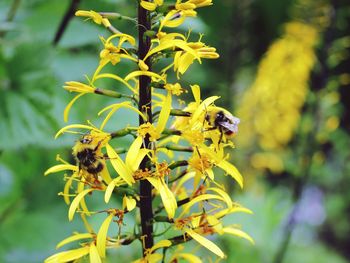 Insects on yellow flower