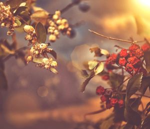 Close-up of flowers on tree