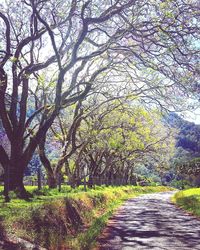 Narrow pathway along trees