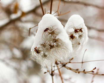 Close-up of white bird