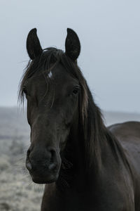 Close-up of horse standing on field against sky