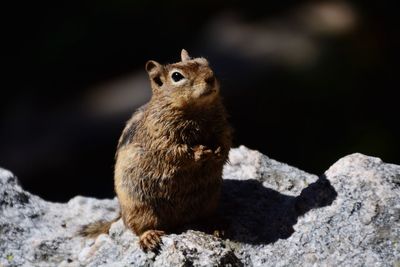 Close-up of squirrel on rock