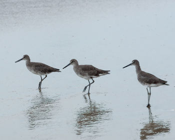 Birds in water