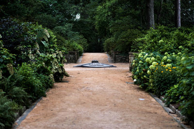 Footpath amidst plants in garden