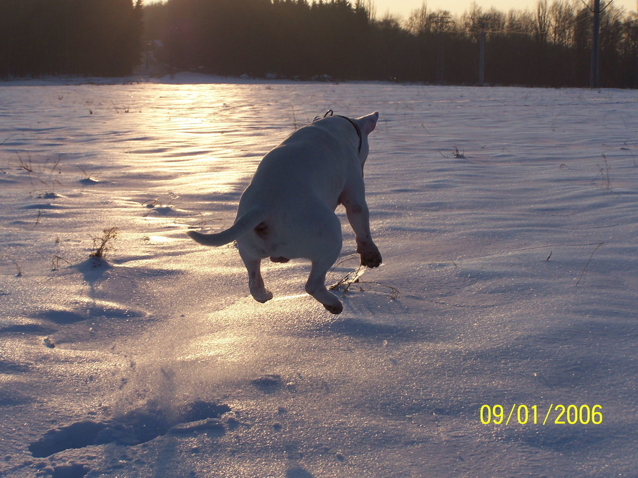 DOG ON WATER